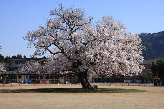 桜の季節に想うこと