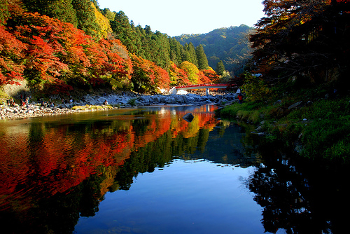 紅葉について